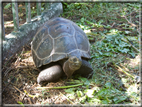 foto Flora e la Fauna alle Seychelles